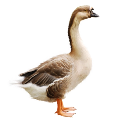 تخم نطفه دار انواع غاز