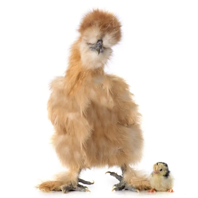 تخم نطفه دار انواع مرغ زینتی