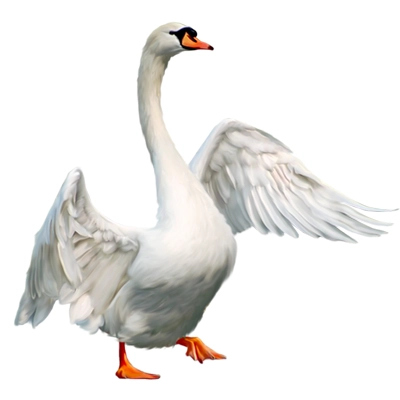 تخم نطفه دار انواع قو