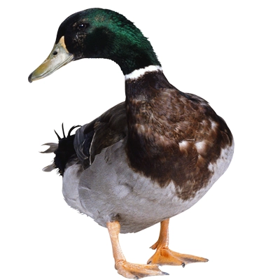 تخم نطفه دار انواع اردک