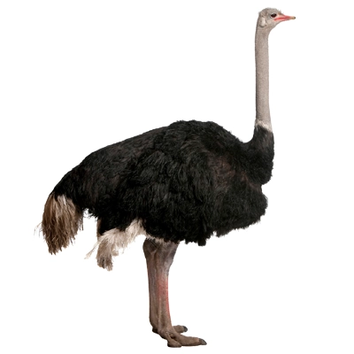 تخم نطفه دار انواع شترمرغ