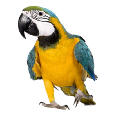 تخم نطفه دار انواع طوطی