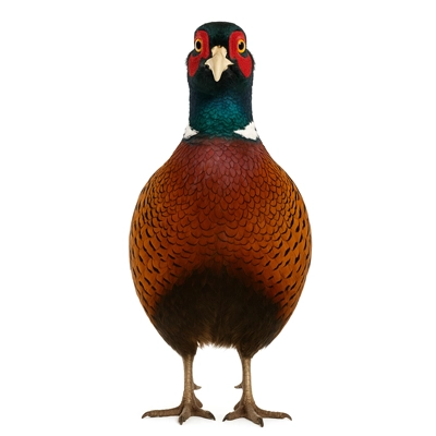 تخم نطفه دار انواع قرقاول