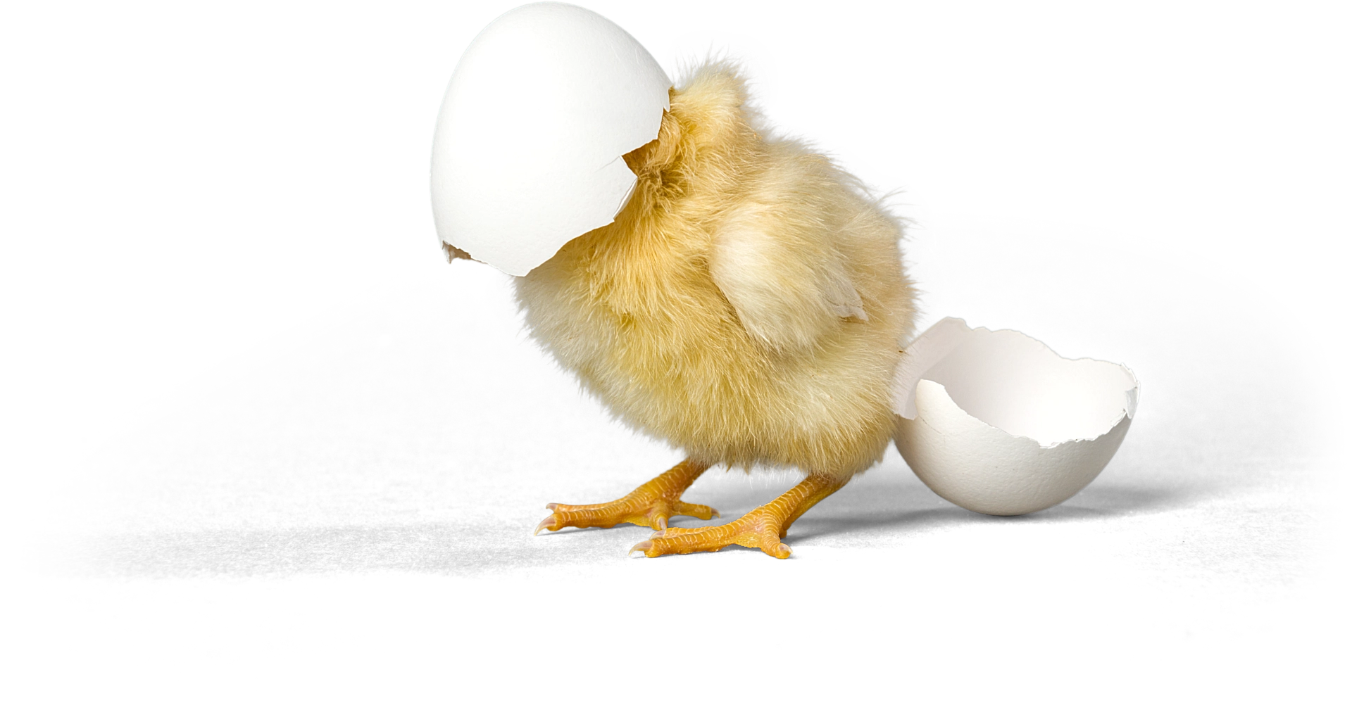 سودآوری در جوجه‌کشی