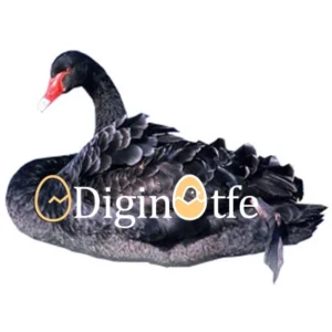 تخم نطفه دار قو سیاه