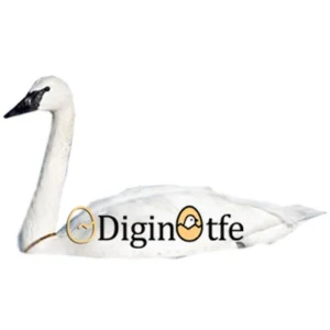 تخم نطفه دار قو فریادکش