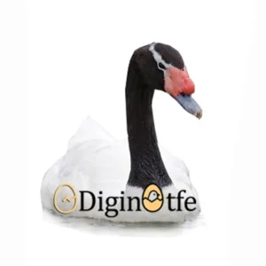 تخم نطفه دار قو گردن سیاه