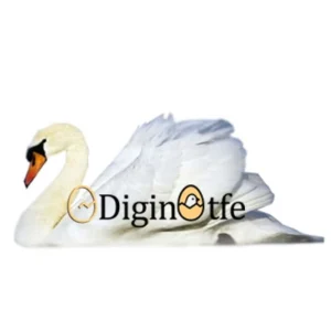 تخم نطفه دار قو گنگ