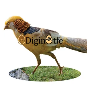 تخم نطفه دار قرقاول لیمویی زرد