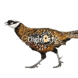 قرقاول ریوز (Reeves’s Pheasant )