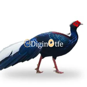 تخم نطفه دار قرقاول ملانستیک تضمینی + ارسال سریع