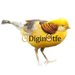 تخم نطفه دار قرقاول لیمویی