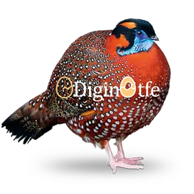 تخم نطفه دار قرقاول تراگوپان