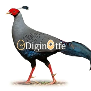 تخم نطفه دار قرقاول سیامی آتشین