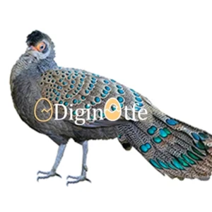 تخم نطفه دار قرقاول طاووسی