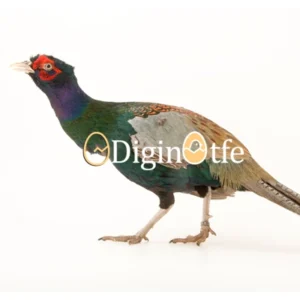 تخم نطفه دار قرقاول پاکستانی