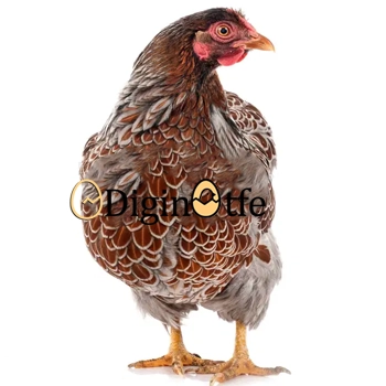 پرورش مرغ ویاندوت