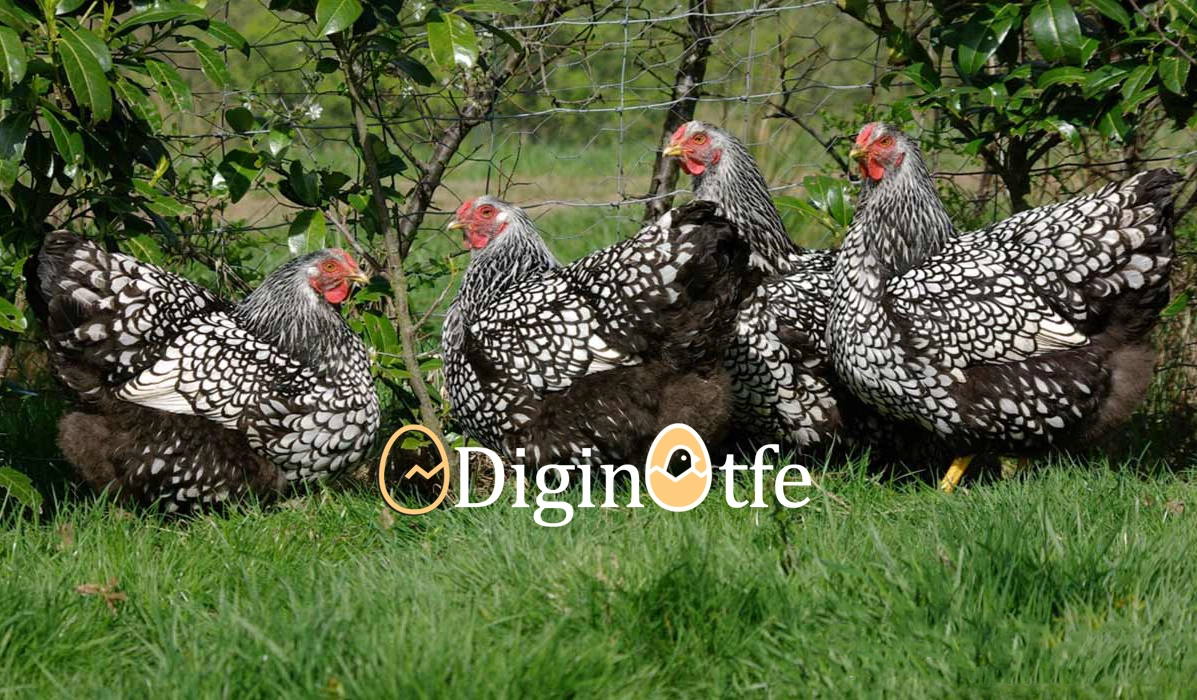 راهنمای کامل پرورش مرغ ویاندوت | از انتخاب تا خرید جوجه و مرغ مولد