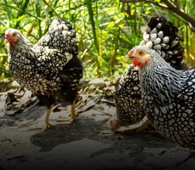 راهنمای کامل پرورش مرغ ویاندوت | از انتخاب تا خرید جوجه و مرغ مولد